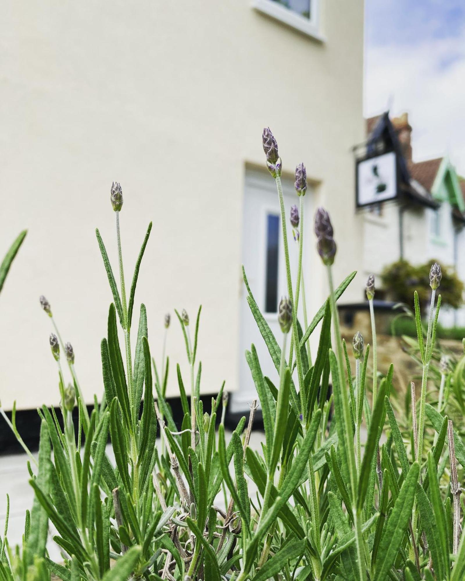 Work And Relax - Fast Wifi, Fireplace & Near Pub Newton Aycliffe Exterior foto